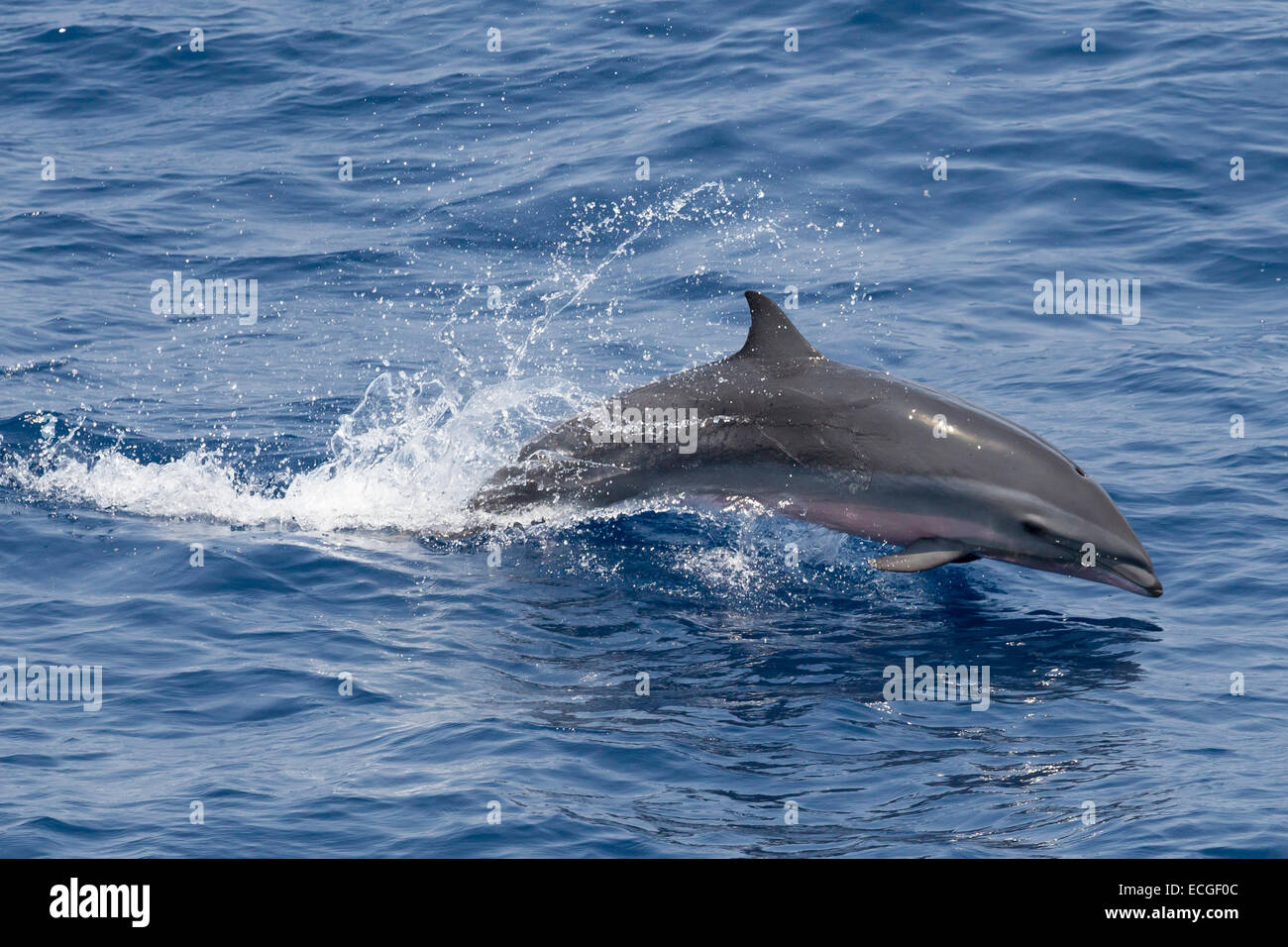 Fraser`s dolphin, Lagenodelphis hosei, Borneo-Delfin, leaping, Indonesia Stock Photo